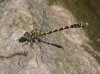 O. f. forcipatus male, Germany-0614